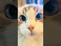 Mauwww #animals #cat #cutecat #funnycat #cats