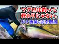 【海上の生活】マグロは釣って終わりじゃない。ガチの漁師が下処理をすべて見せます