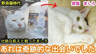 Download Lagu 【壮絶な飢え】保護から2年半 過酷な環境で必死に生きたましろとの奇跡の出会い MP3 Download Lagu 【壮絶な飢え】保護から2年半 過酷な環境で必死に生きたましろとの奇跡の出会い MP3
