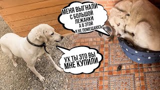 Мурзик заболел опять😥 Миле сюрприз. Погулки с собаками и в конце опять треш🤦‍♀️