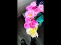 All my plants normally die ☠️ But these bloomed on a rainy day 🌧️❤️🌺 #flowers #rainyseason #bloom