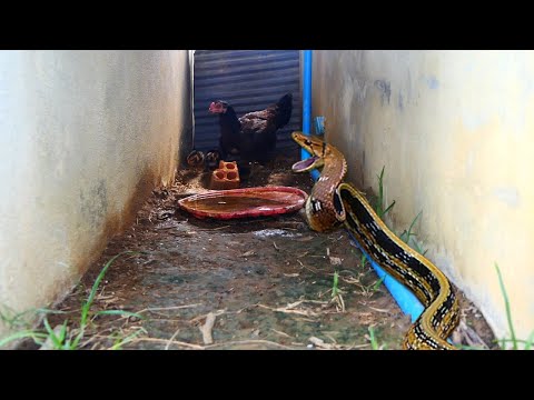Brave Mother Chicken Saved And Protect Her Chicks From Snake | Most Amazing Wild Snake Attack