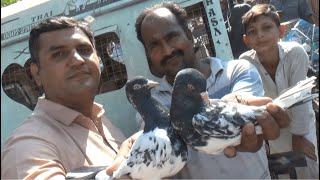 lalukhet Kabutar Market Sunday Video Latest Update 21-11-21 in Urdu/Hindi.