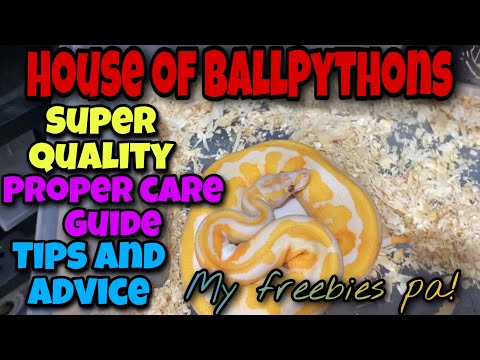 House of Ball Pythons:Proper CareGuide|Proper Handling|Tips and Advice!May Paregalo pa Saken!😱😱😱
