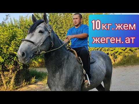 Video: Итти чоңойткон көк боор - Иттерди боёкту кеңейтүү