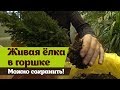 Живая елка в горшке  Как сохранить до высадки в саду