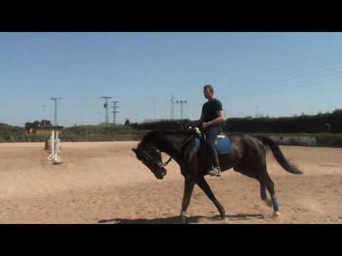 Video: Caballo Hannoveriano Hipoalergénico, Salud Y Duración