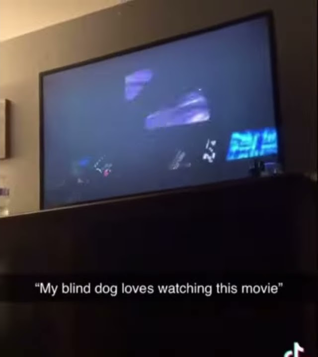 My Blind Dog Loves Watching This Movie