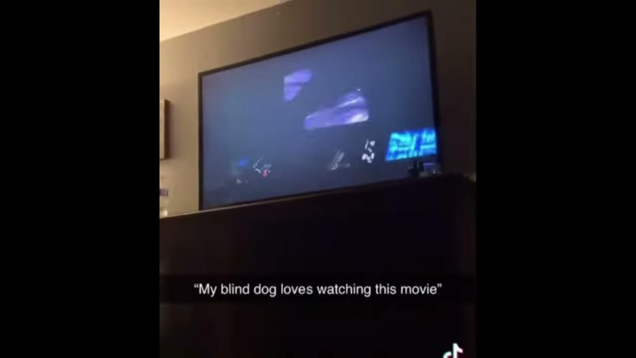My Blind Dog Loves Watching This Movie My blind dog loves watching this movie - YouTube