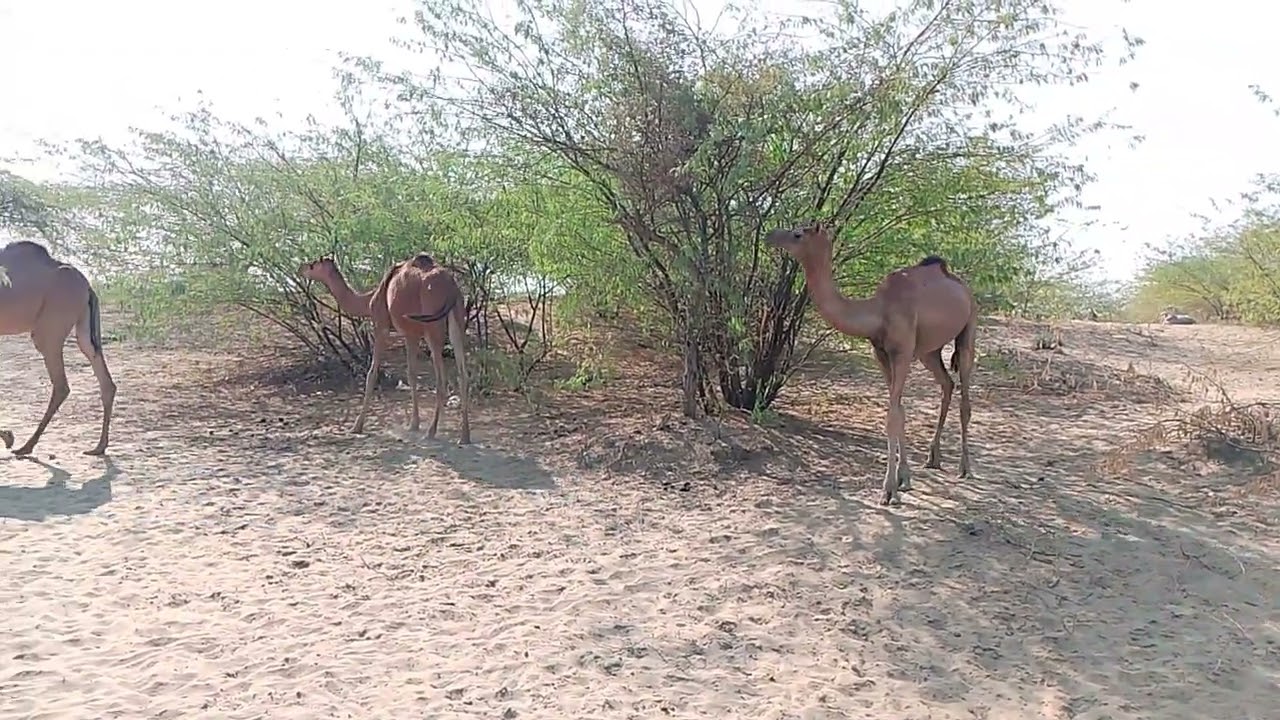 February 14, 2026 Camal 🐪 Life 