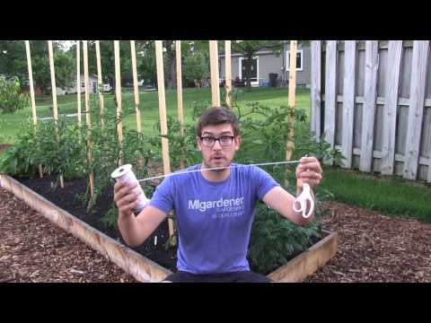 Video: Tomato Garter Pegs: What Are The Pegs And How To Make Them Yourself? How To Tie Tomatoes? Stakes Made Of Fiberglass Reinforcement And Other Types