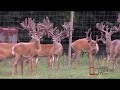 Feeding Captive Deer - Deer Farming TV