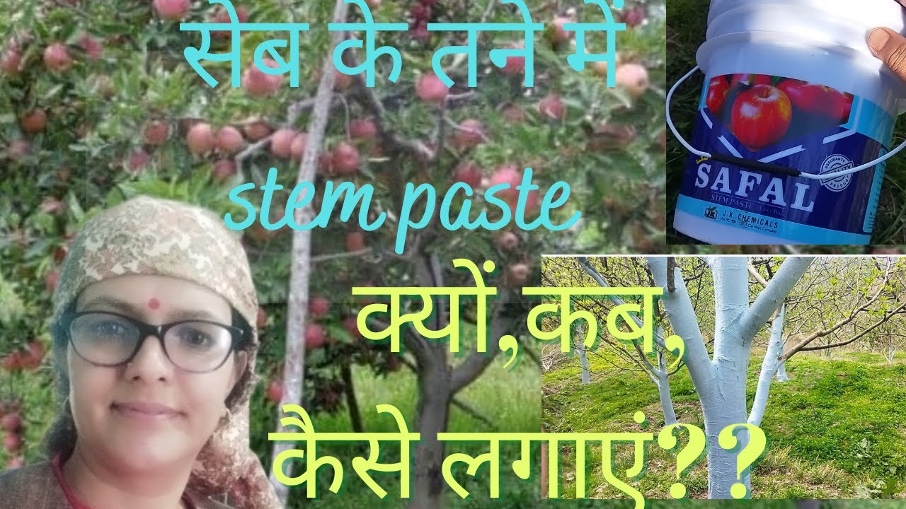 Stem paste Apple tree me kyun,kab,kaise lagaye|| Hemlata Chauhan