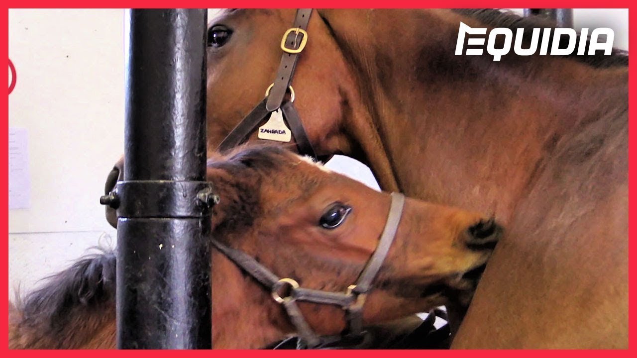 MAUVAISES NOUVELLES AU HARAS... | Objectif Course #22