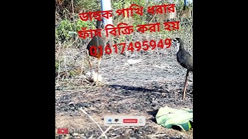 Water hen bird trap handing.ruak ruak bird trap handing #bird #animaltrap