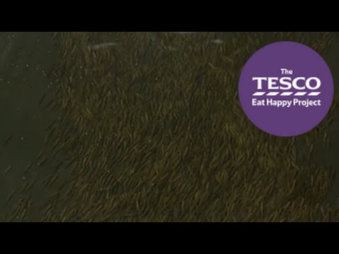 Slippery Salmon: feeding the alevin Instructional Video
