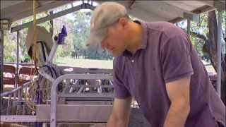 How to check ewes for wet and dry udders