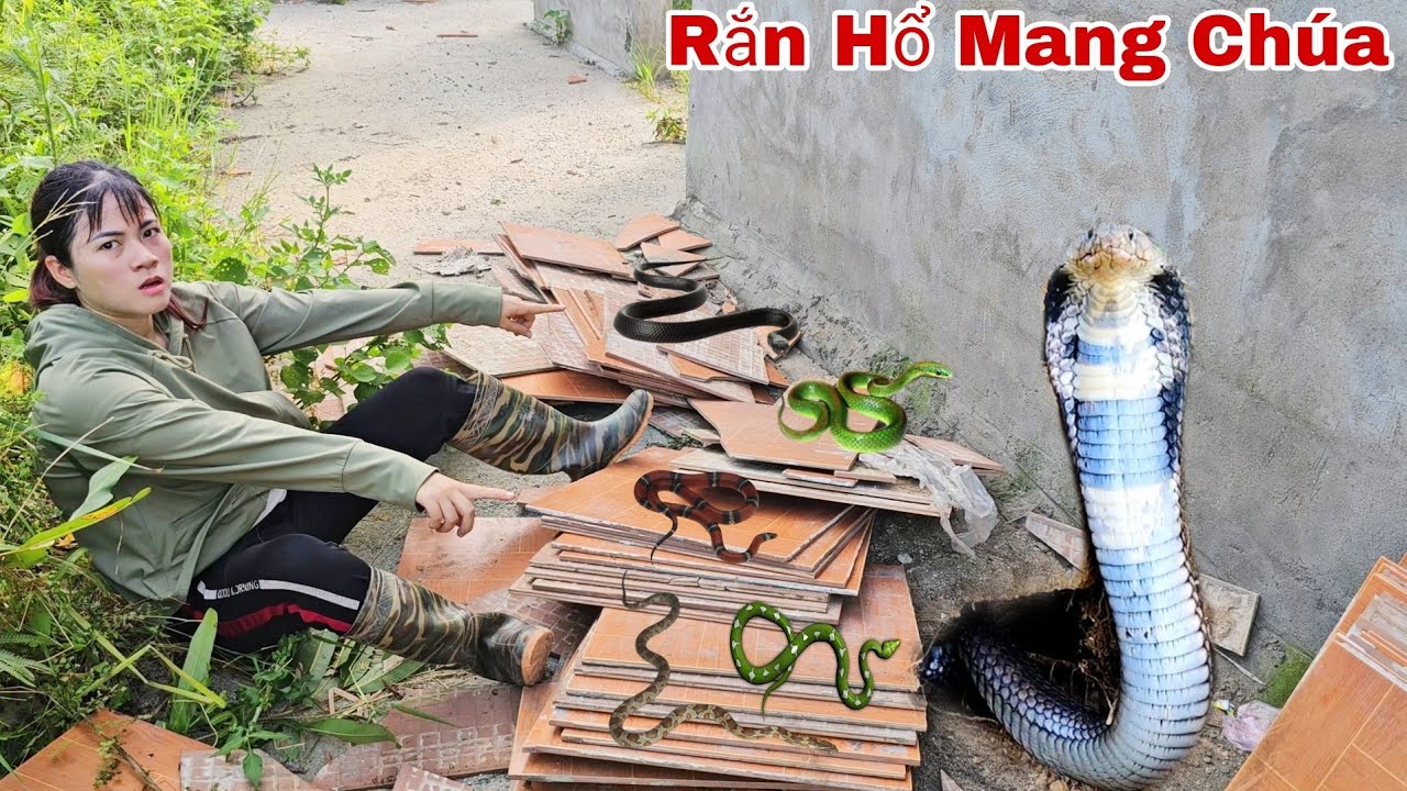 Khám Phá Ngôi Nhà Bỏ Hoang Cô Gái Hoảng Sợ Khi Phát Hiện 1 Ổ Rắn Hổ Mang Trong Đống Gạch Cũ