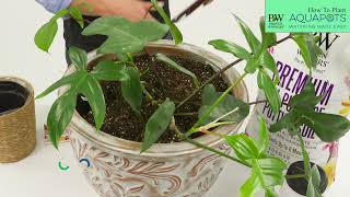 How to Plant Ceramic AquaPots®