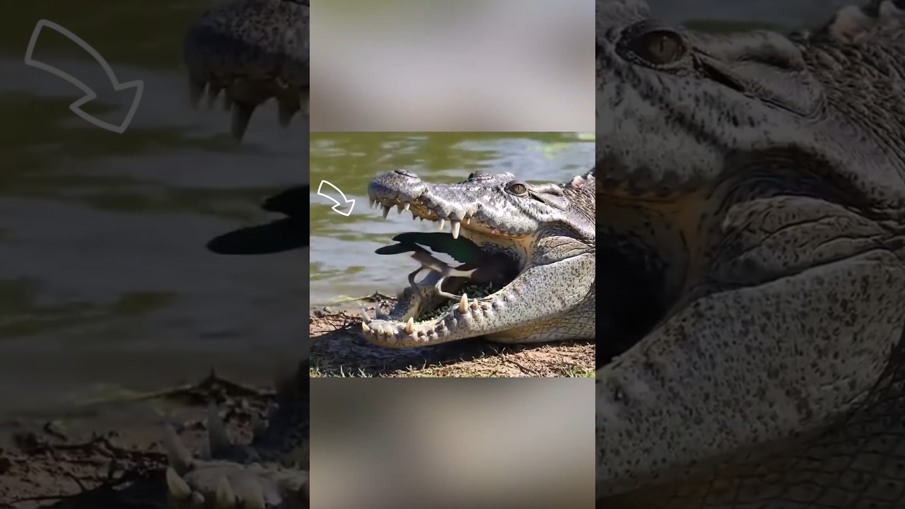 Crocodile bird 🐦🐊