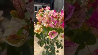 New ID Golden Rao / Bougainvillea Garden / Flowers Bloom / Rare Collection / Tips  / grafted / grow