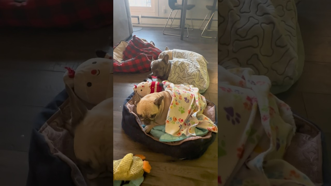 Operation: Frenchie Fluff-Up! Because 8 Hours of Sleep Is Just&hellip; Practice #dogdad #shorts #puppy