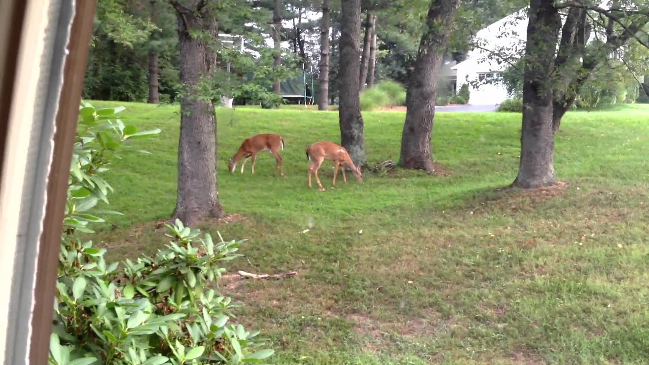 Deers Around the House YouTube