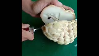 SRIKAYA JUMBO