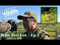 WILD RED FOX - Will we find it this time? - Ep 2 - UK WILDLIFE and NATURE, Summer Leys