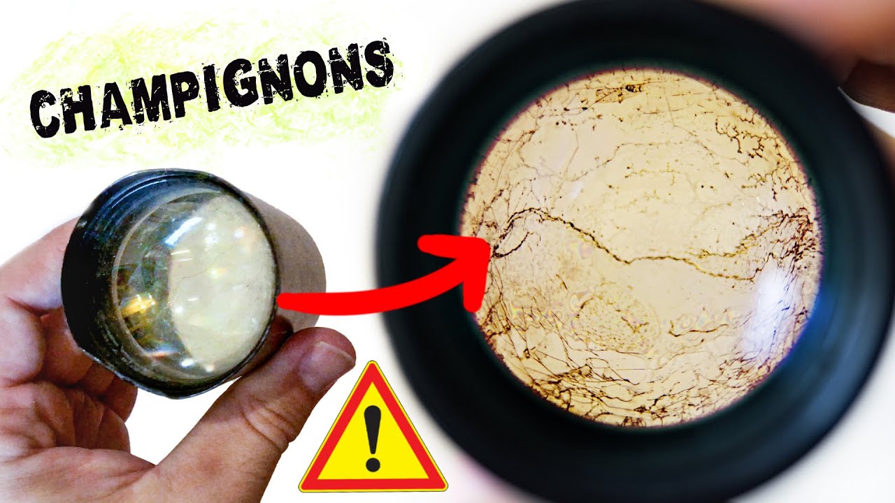 Comment nettoyer un objectif rempli de champignons ?