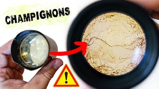 Comment Nettoyer Un Objectif Rempli De Champignons ?