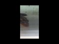 シリケンイモリ 奄美大島産 ♪Shiriken'imori Amami Oshima