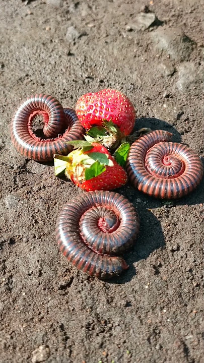 berikut cara memanggil kaki seribu millipede - #kaki1000 #shorts #animal