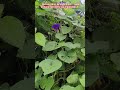 🌸Morning Glory Vine Full Bloom | Subah Ki Shaan Phoolon Se Saji Bel 🌿 | Beautiful Garden Flowers🪻🍃🌿
