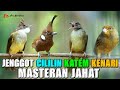 KOMBINASI CUCAK JENGGOT GACOR - CILILIN GACOR - KATEM GACOR - KENARI GACOR