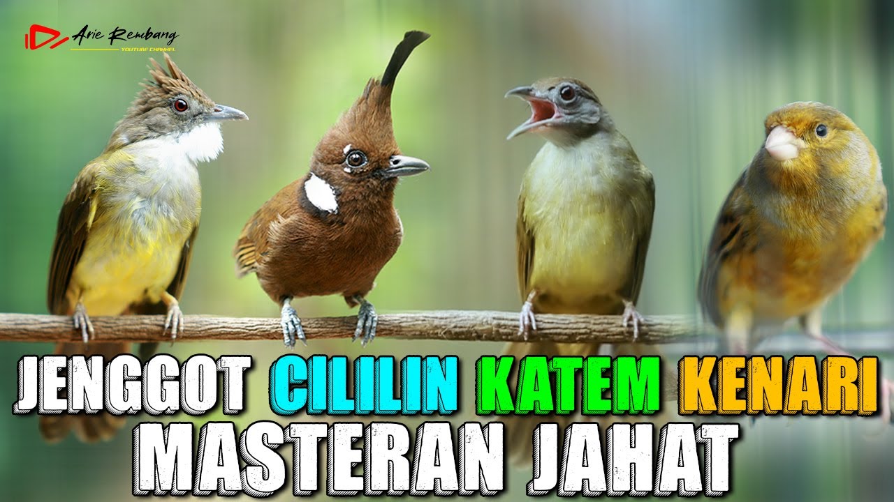 KOMBINASI CUCAK JENGGOT GACOR - CILILIN GACOR - KATEM GACOR - KENARI GACOR