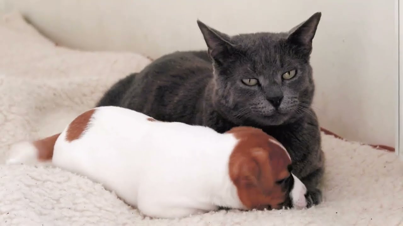 Мяу-мяу Билли || Самая очаровательная и забавная дружба кошек и собак.