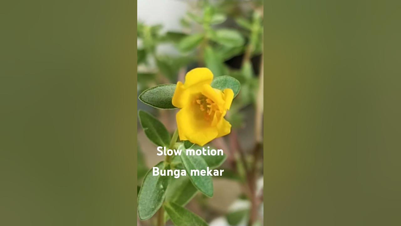 Bunga mekar, slow motion - YouTube
