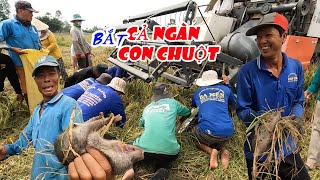 Cả xóm kéo nhau đi bắt chuột đồng, bắt trên dưới cả ngàn con chuột ở đám lúa này - cdmt 987