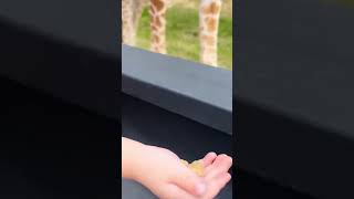 A giraffe snatched a child from a vehicle at a drive-thru safari in Texas