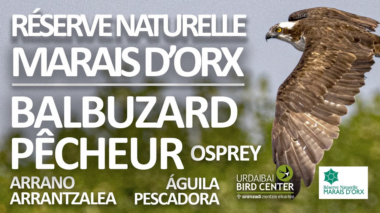 🔴Webcam Réserve Naturelle MARAIS D’ORX Águila pescadora ♂️🟨U18 del proyecto de Urdaibai  en DIRECTO