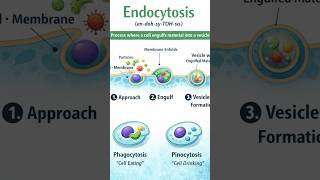 Endocytosis in 30 Seconds 🔬 | Cell Eating vs Drinking! #endocytosis #thelifescienceeducator #biology