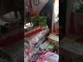 amazing Diwalilight #india #reel #shorts#amazinglight