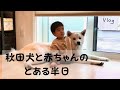 【Vlog】秋田犬と１歳児の半日（赤ちゃんと犬）