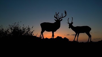 How to create a beautiful silhouette composite in Photoshop