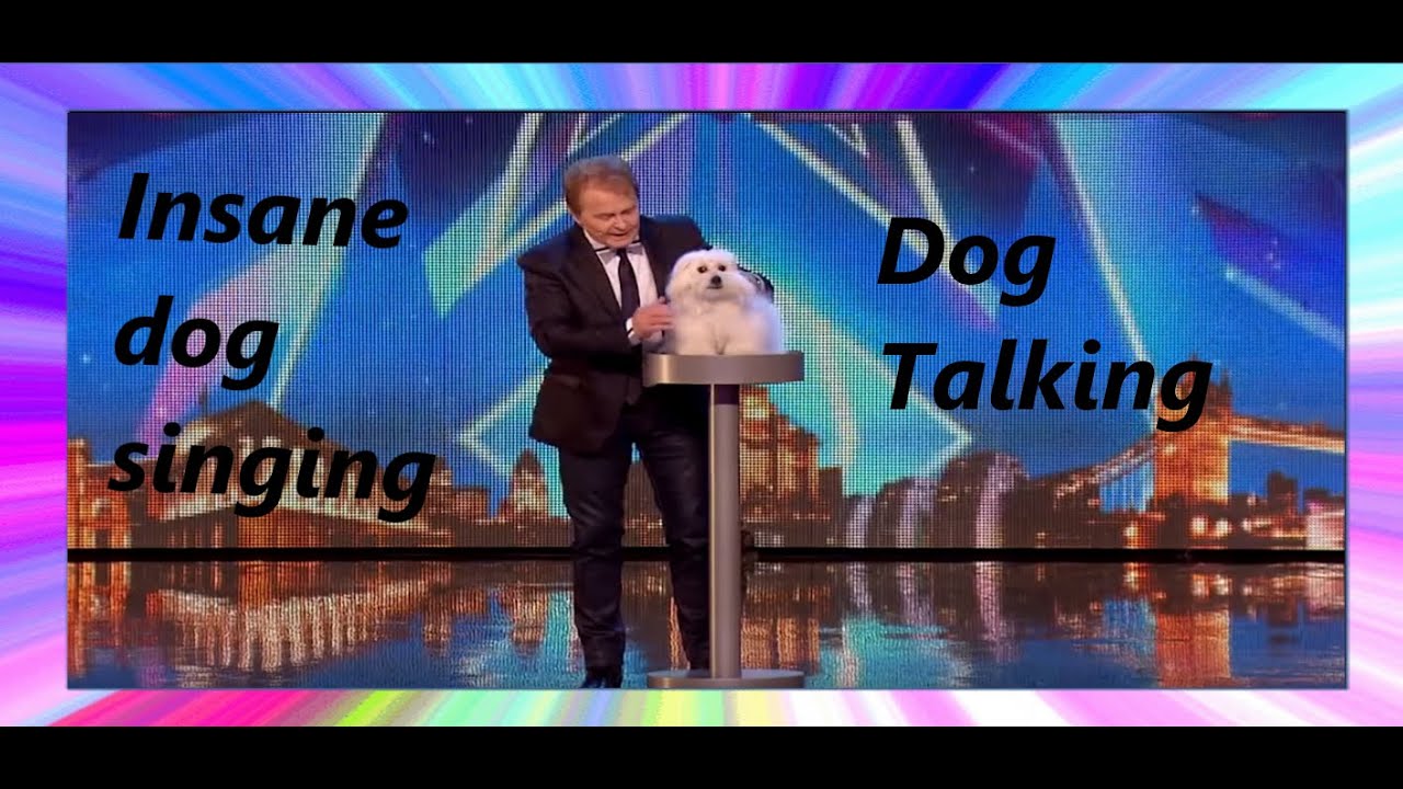 Britain's got Talent (Dog Singing) YouTube