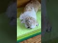 父さん帰宅 #dog #シーズー