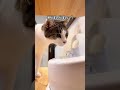 初めて自動給水器を見る猫の反応が可愛過ぎた#shorts