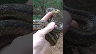 Catching A Yellow Rat Snake!