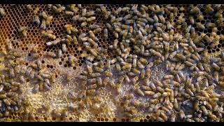 honey bee on a frame#beeproducts #bee #honey #beefarm #beekeeper #commercialbeekeeping
